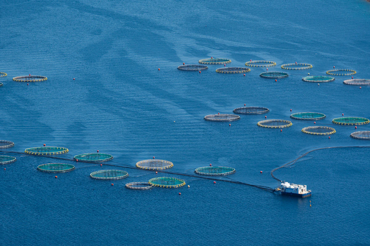 Circular fish-farming pens in blue water
