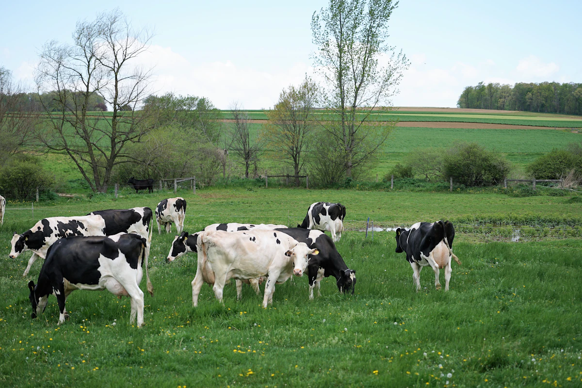 Holstein dairy cows grazing in a green pasture