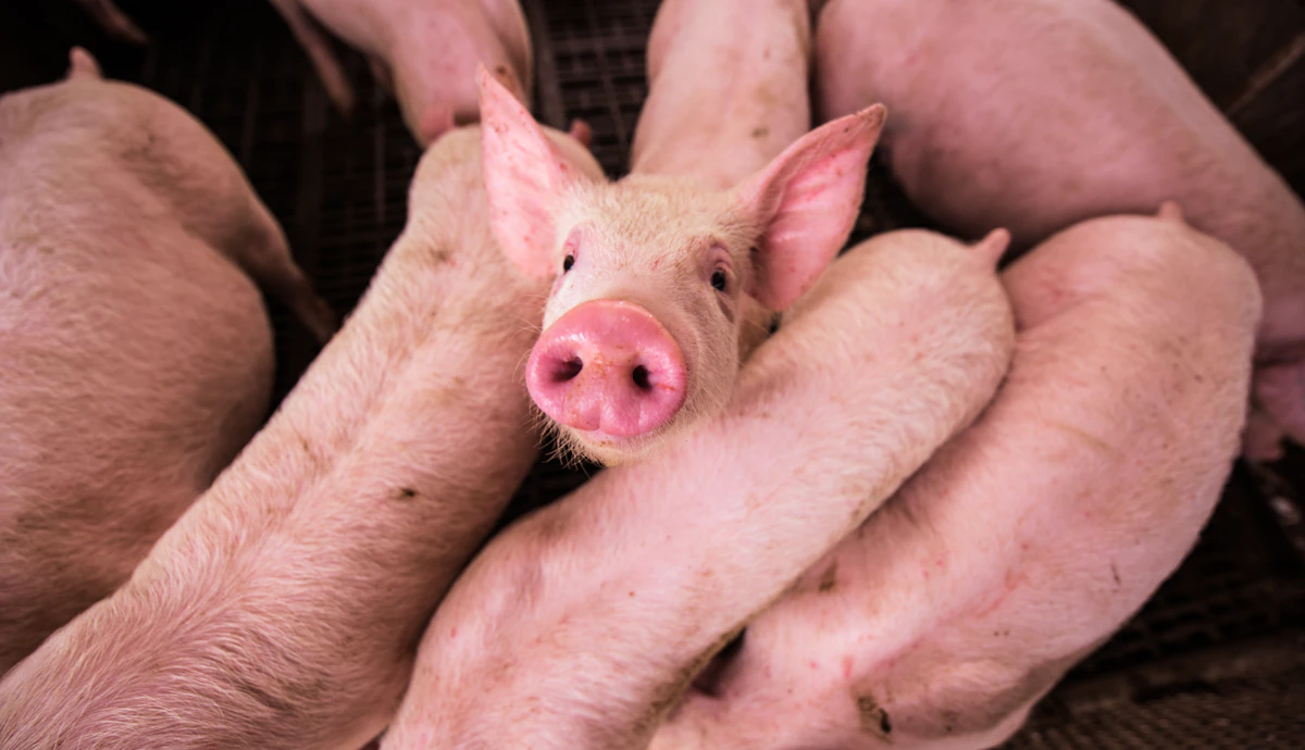 Pink pigs in a farm pen